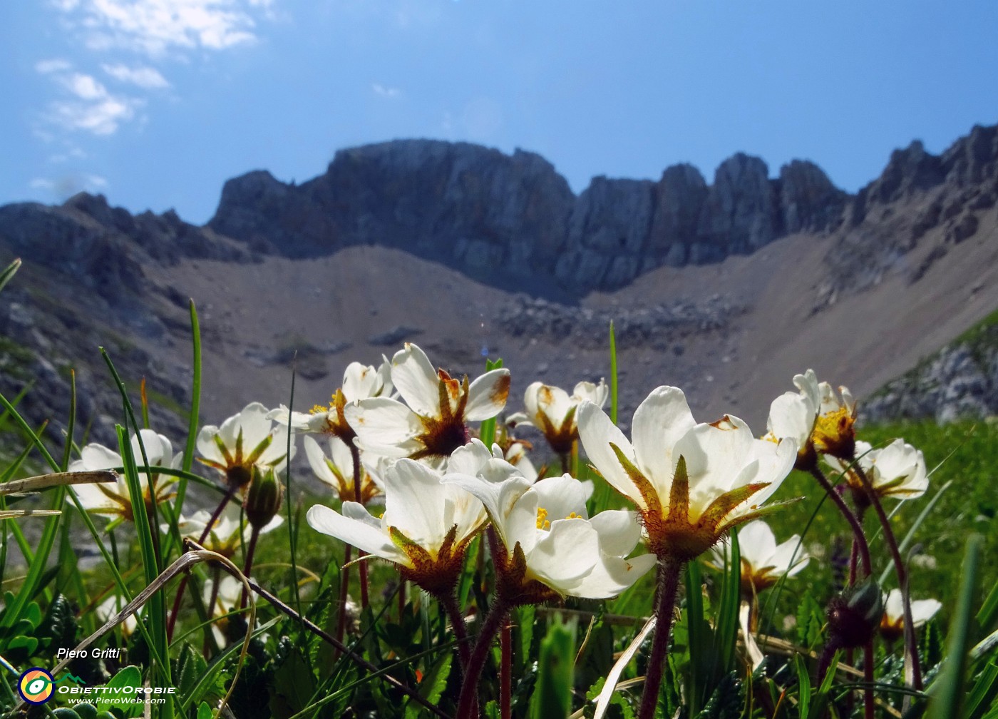 07  Dryas ocotopetala (Camedrio alpino) con vista sui contrafforti nord Arera.JPG